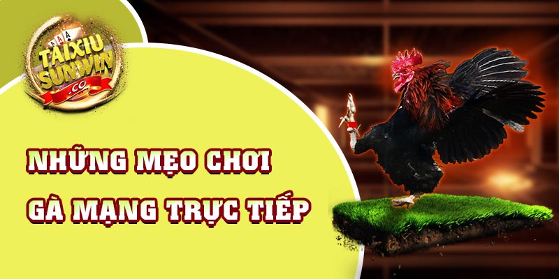 Những mẹo chơi gà mạng trực tiếp - Bỏ túi để không bao giờ thua trận