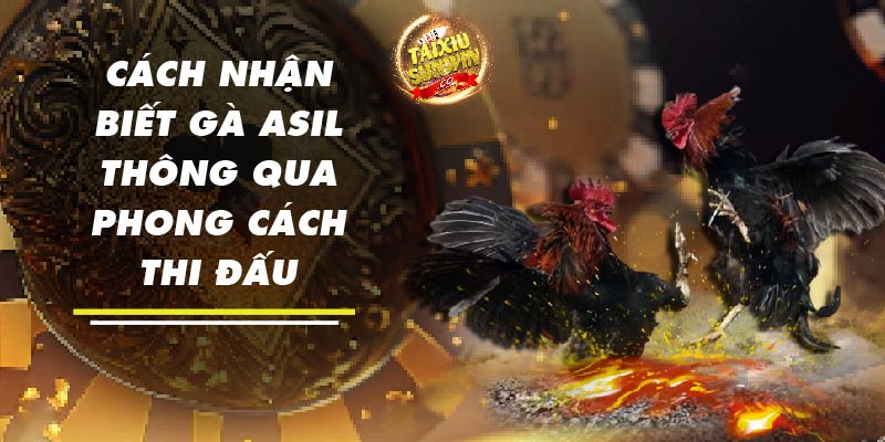 Cách nhận biết gà Asil thông qua phong cách thi đấu