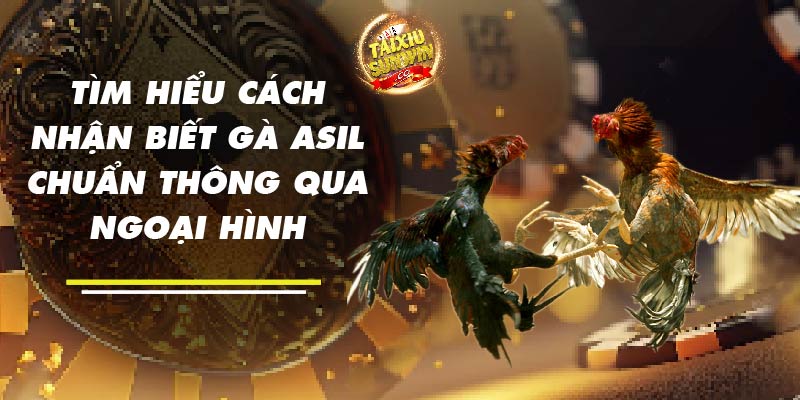 Tìm hiểu cách nhận biết gà Asil chuẩn thông qua ngoại hình