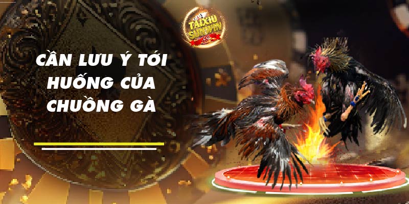 Cần lưu ý tới huống của chuồng gà