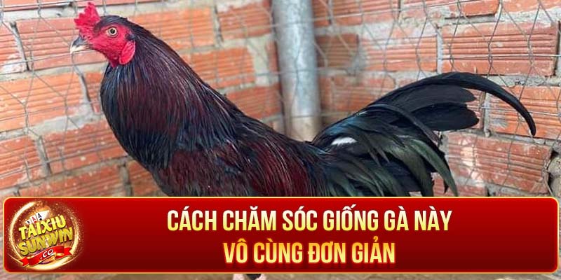 Cách chơi gà khét vô cùng đơn giản 