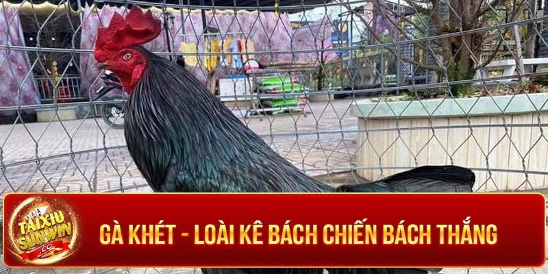 Gà khét - loài kê bách chiến bách thắng 