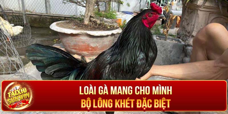 Loài gà mang cho mình bộ lông khét đặc biệt 