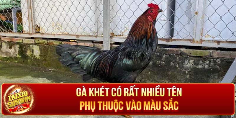 Gà khét có rất nhiều tên phụ thuộc vào màu sắc 