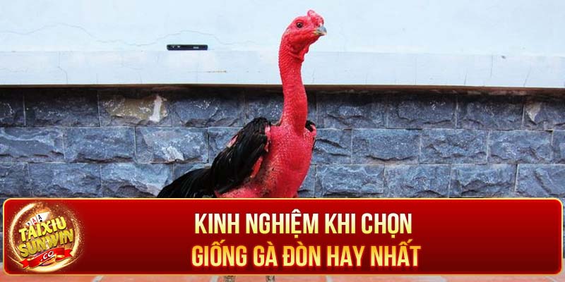 Kinh nghiệm khi chọn giống gà đòn Việt Nam hay nhất