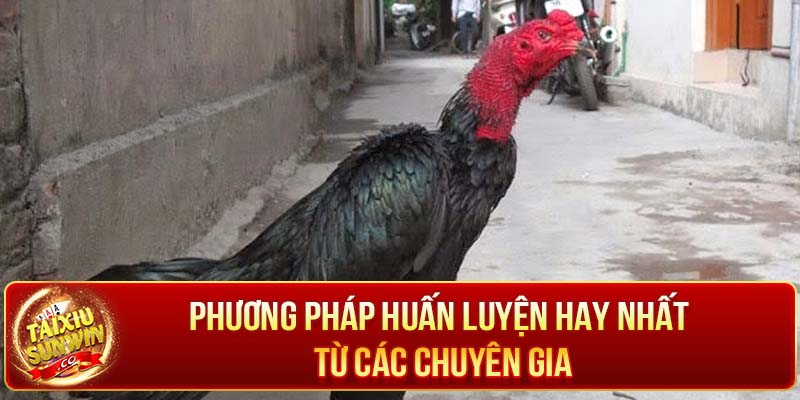 Phương pháp huấn luyện hay nhất từ các chuyên gia