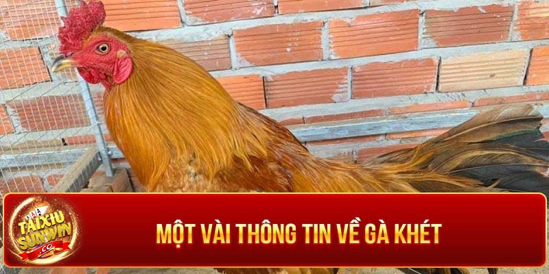 Giống gà đang “ gây sốt” hiện nay