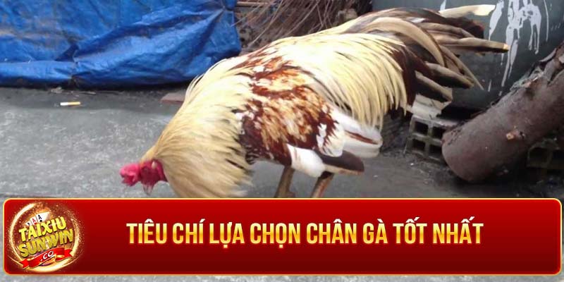 Ưu điểm của gà khét chân trắng