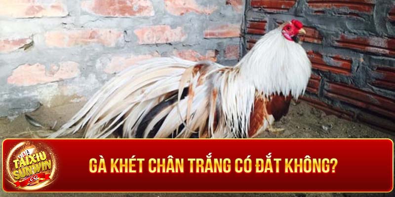 Một số kinh nghiệm khi nuôi giúp nâng cấp gà