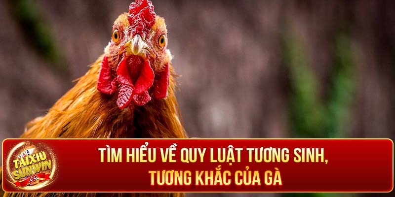 Tìm hiểu về quy luật tương sinh, tương khắc của gà