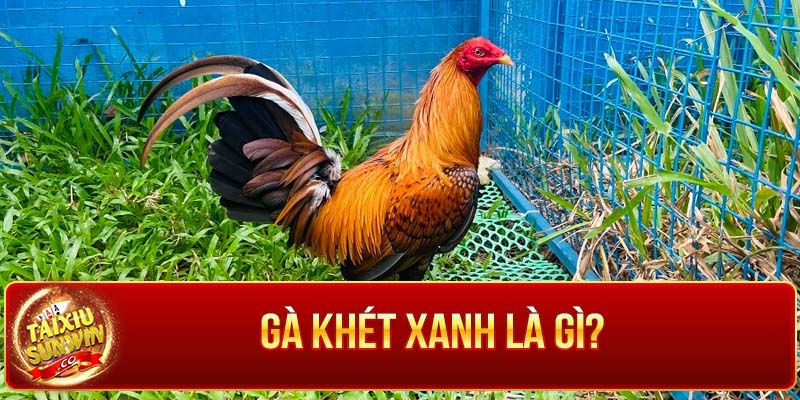 Gà khét chân xanh với sức mạnh dẻo dai