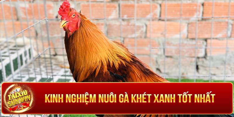 Kinh nghiệm chăm sóc tốt nhất