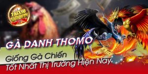 Những dòng gà danh thomo nổi tiếng hiện nay